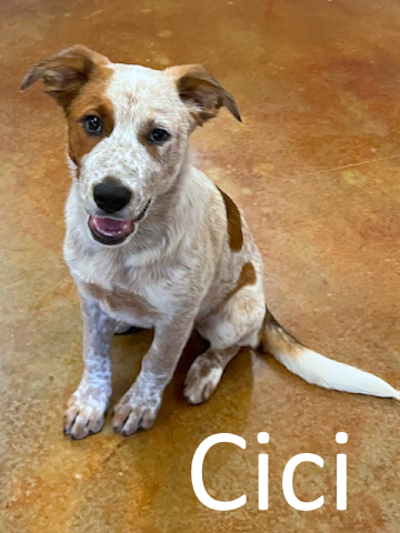 Stone County Humane Society